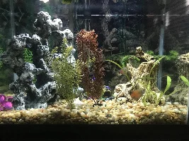 What do you think about my tank