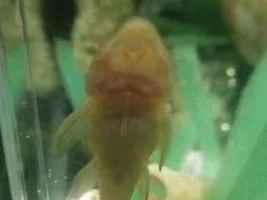 Albino Pleco?