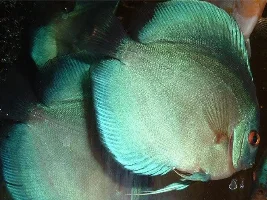 Pics of the 90 gallon