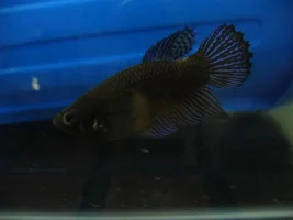 What Tail Type Is She?