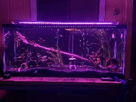 My tanks….