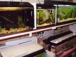 My Breeding Tanks