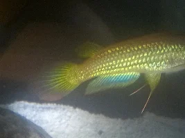 killifish gender