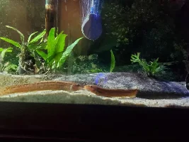 55 Gallon Journal