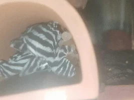 Tum tum tum...another one bites the dust!