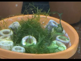 Gooey Java Moss in a fry tank
