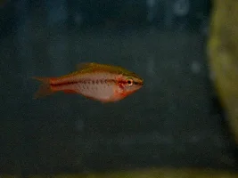 Cherry Barb male colour...
