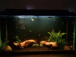 March 2019 Tank of the Month Contest Starting Now!