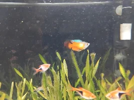 Dwarf gourami looks on way out