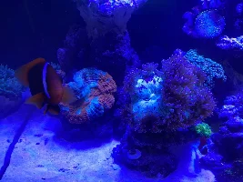 Elegence and Meat Coral for sale $49 +/-