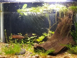 10 gallon tank rebuild