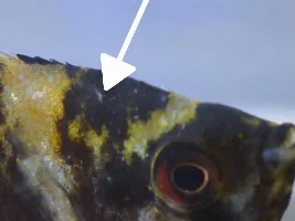 Angelfish question