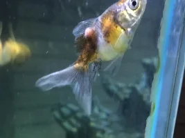 Growth On Fish?