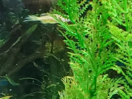 Danio bullied