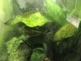 Serious Algae/Cyanobacteria Problem