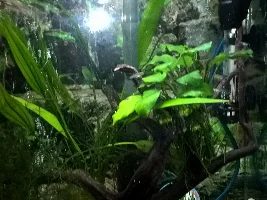 New to fish: Betta tank shopping list