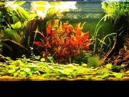Vote Now! - February 2021 Tank of the Month (31 Gallons and larger)