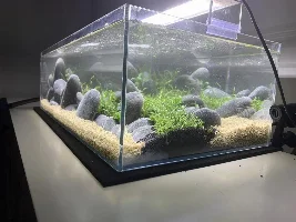 ADA 60F low tech