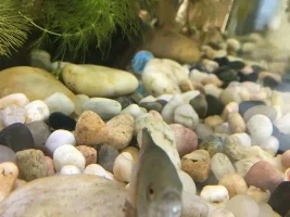 Dwarf Gourami Having both Fin Rot and White Fuzz. What to do???