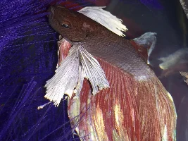 Does my Betta have Velvet, Or...?