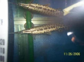 New Gar