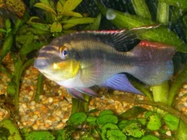 male kribs