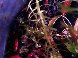 To shrimp or not to shrimp?