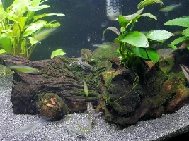 Update on the Otos