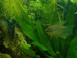 Can I add more fish