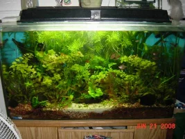 Whats Better. Natural Or With Ornaments, Shipwrecks Etc,