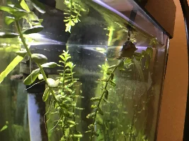 Striped Raphael hanging at top of water
