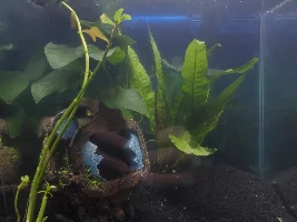How planted is too planted?