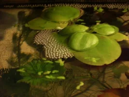What Floating Plants Do You Guys Use To Keep Bettas Happy?