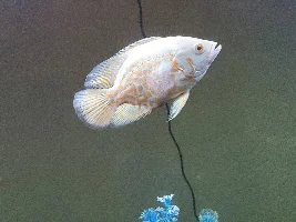 Got my hands on a true albino oscar.