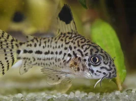 What's your favourite Cory?