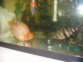 What Is This Fish?