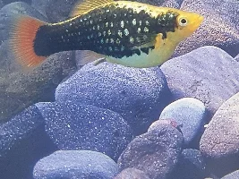 Help with my Tuxedo please.