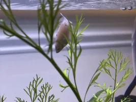 Hi from a new-ish planted tank hobbyist in Georgia, USA!