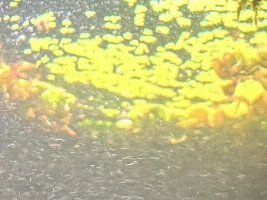 Strange floating ball algae, intermixed with my Asian Water Moss