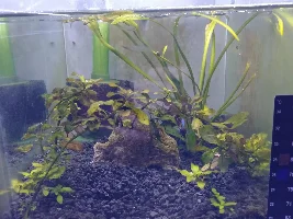 2.6gal mini planted betta tank.