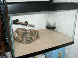 Pics of new tanks..