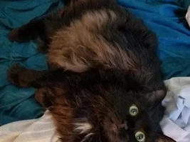 Show us your cat/s!