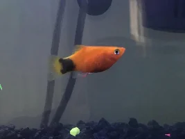 Pregnant or just chubby Platy?