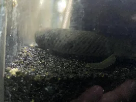 Growout of my 90g wide tank