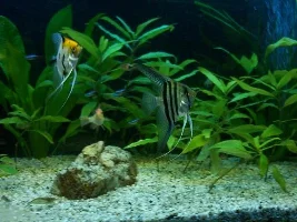 pics from after losing 20+ fishes, as it is now