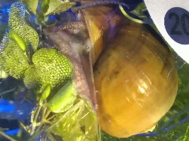 What species of apple snail?
