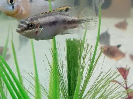 Kribensis with lumps