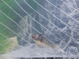My Blue ram has wound on side of the head