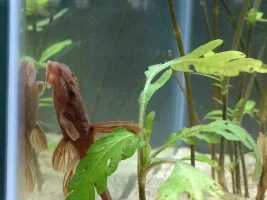 Ch4Rlies New 2.5 Feet Tank Journal