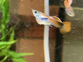 Guppy with swollen belly and yellow/white patch